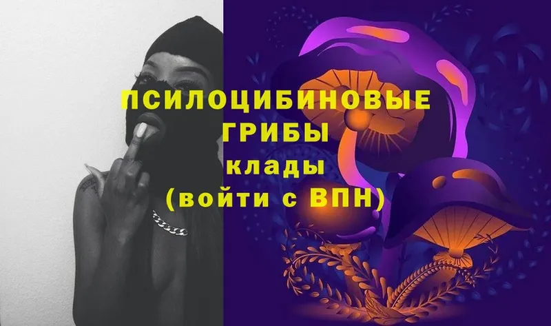 Псилоцибиновые грибы Psilocybe  Кондрово 